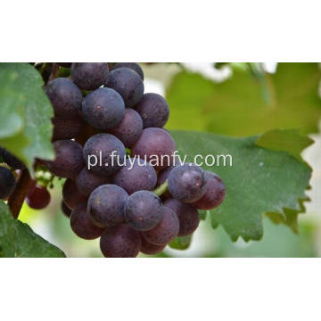 Najlepsza jakość świeżych czerwonych winogron